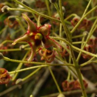 Sterculia balanghas L.